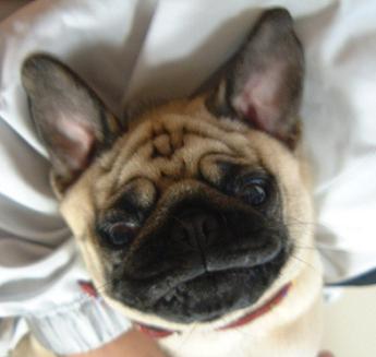 オオコウモリ 杏々 ｓ ｗｏｒｌｄ