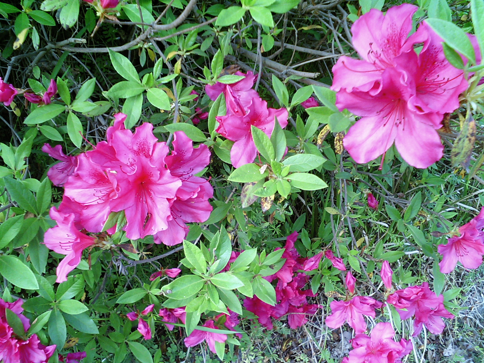 つつじチューチュー 音欲