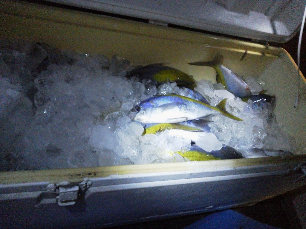 釣りは楽しく 花は霧島 海釣り日記