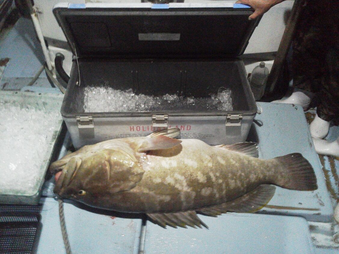 巨大クエの実測結果 釣りは楽しく 花は霧島 海釣り日記 巨大クエの実測結果 釣りは楽しく 花は霧島 海釣り日記
