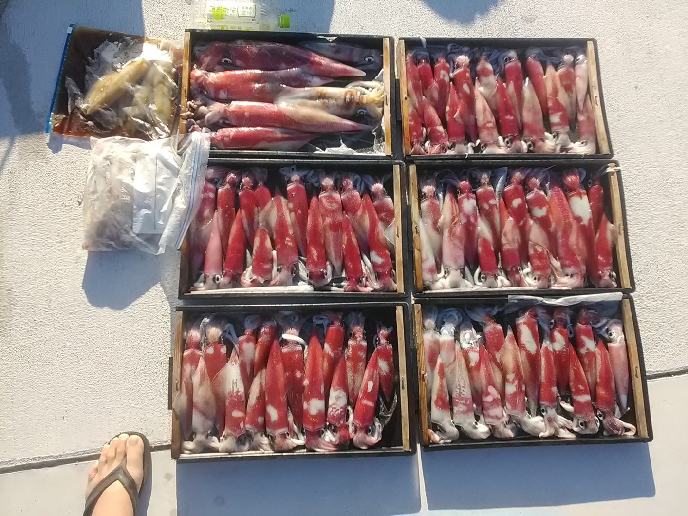 25.7.29 鹿児島県甑島沖強風かぜ裏のアカイカ夜焚き : 『釣りは楽しく