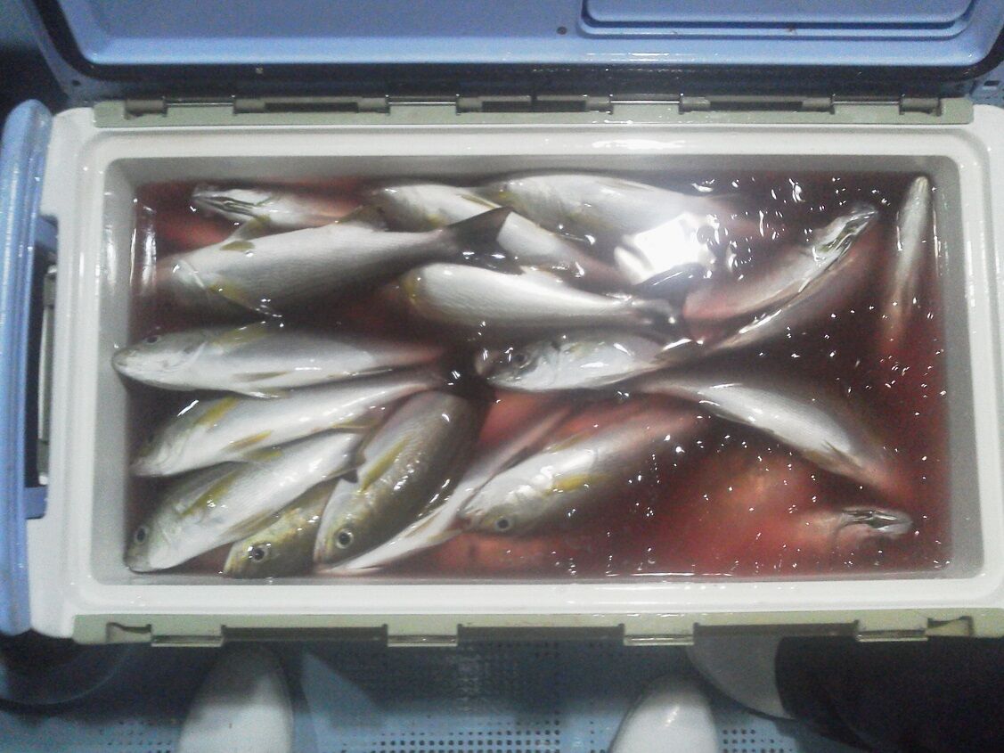 釣りは楽しく 花は霧島 海釣り日記