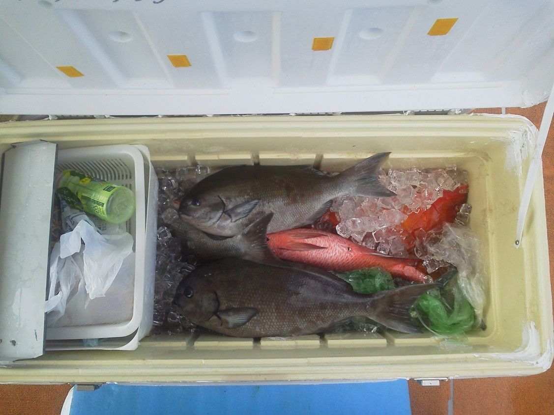19 10 5 鹿児島県宇治群島夜釣り 釣りは楽しく 花は霧島 海釣り日記 19 10 5 鹿児島県宇治群島夜釣り 釣りは楽しく 花は霧島 海釣り日記