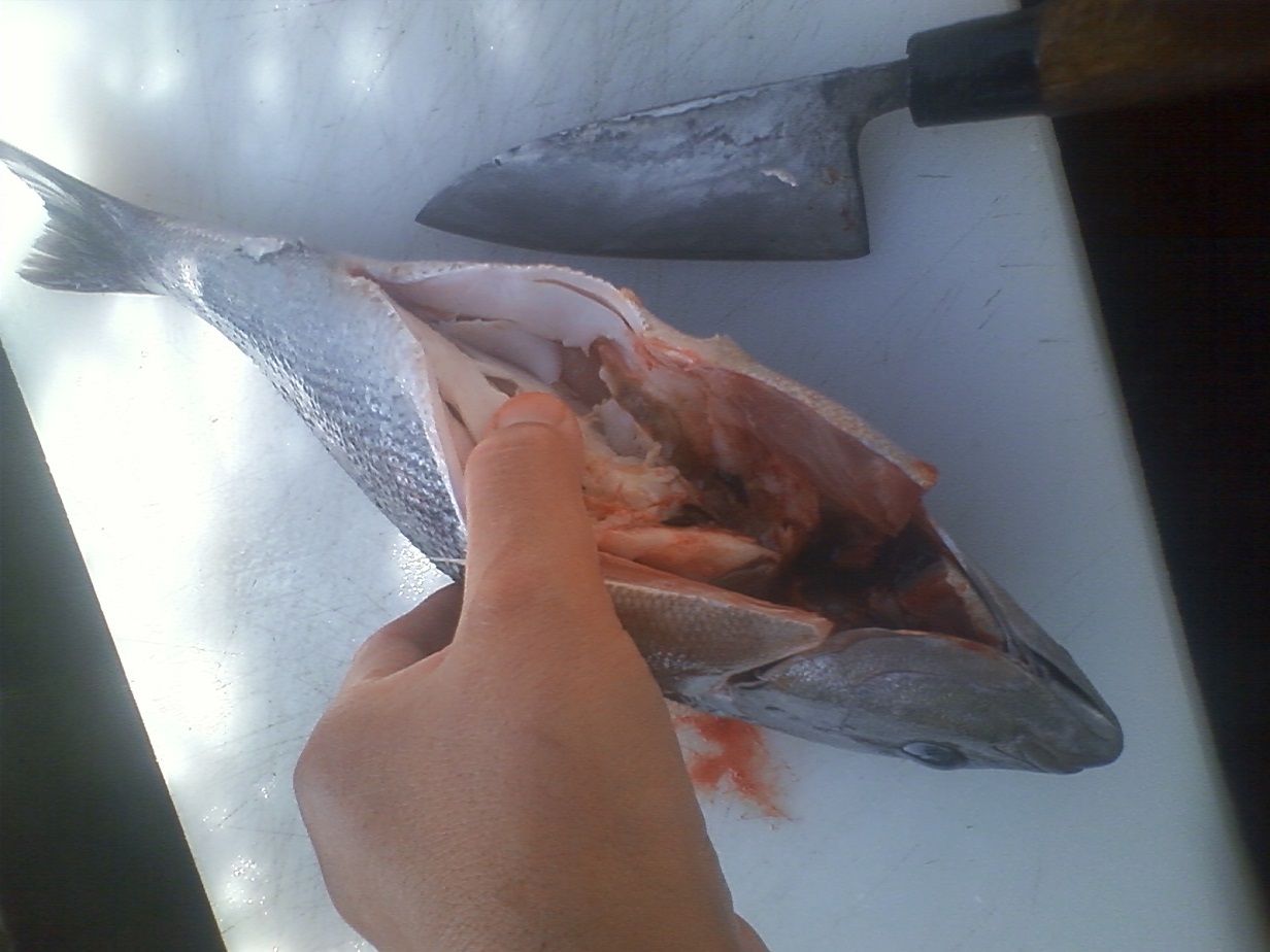 魚を食す 釣りは楽しく 花は霧島 海釣り日記