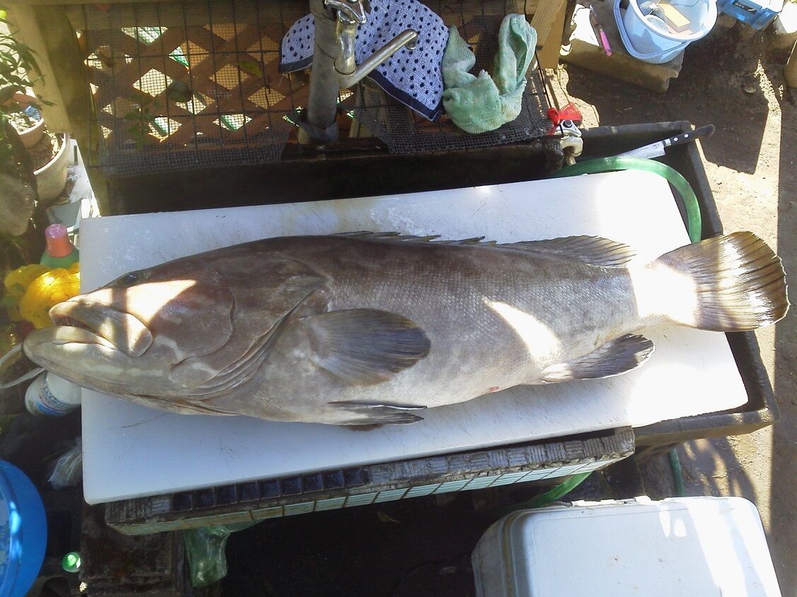 クエのうろこを包丁で取ってみた 釣りは楽しく 花は霧島 海釣り日記 クエのうろこを包丁で取ってみた 釣りは楽しく 花は霧島 海釣り日記
