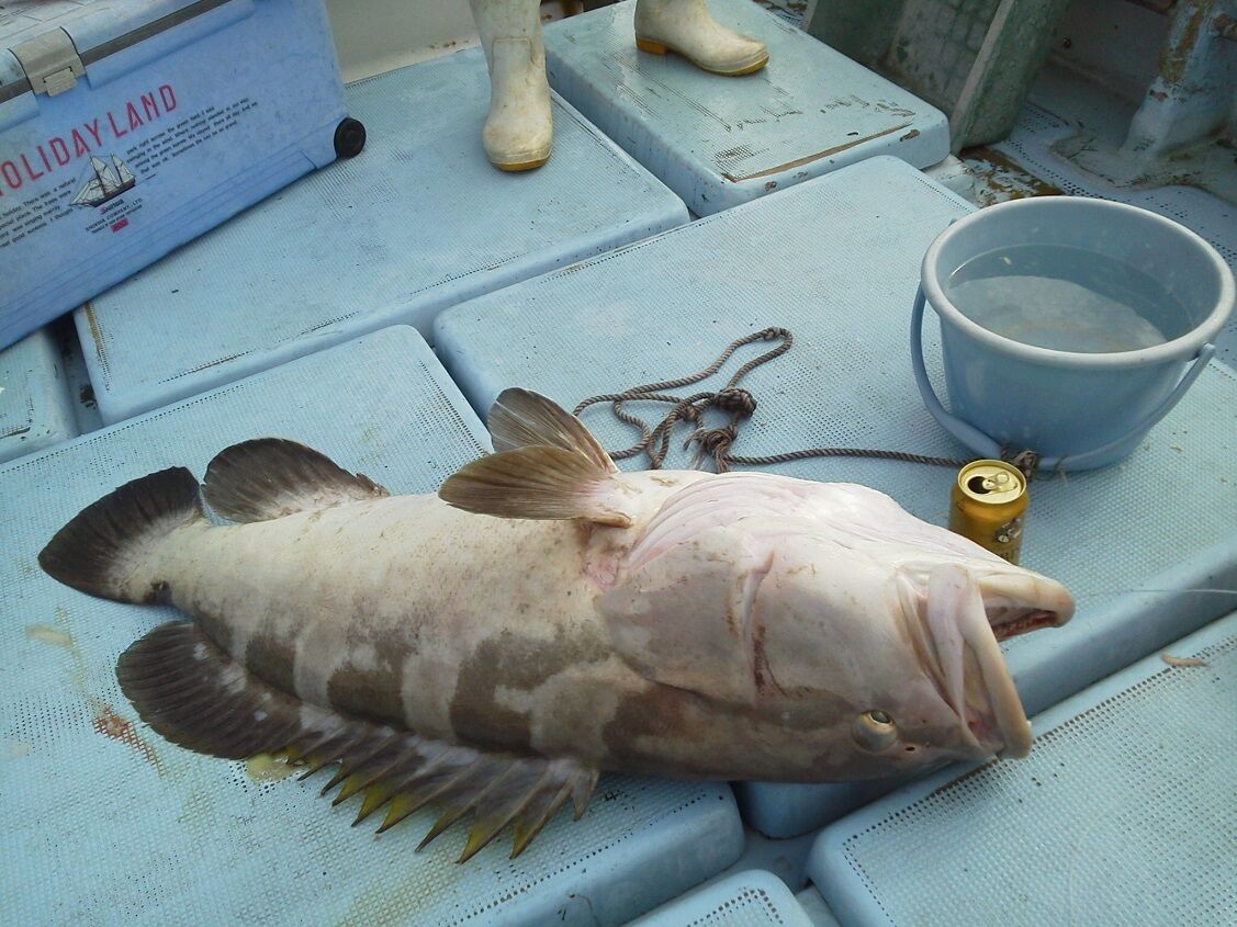 生餌が確保困難な時は 16 クエ キャッチ 19 11 7 泳がせ釣行 久多島沖 釣りは楽しく 花は霧島 海釣り日記