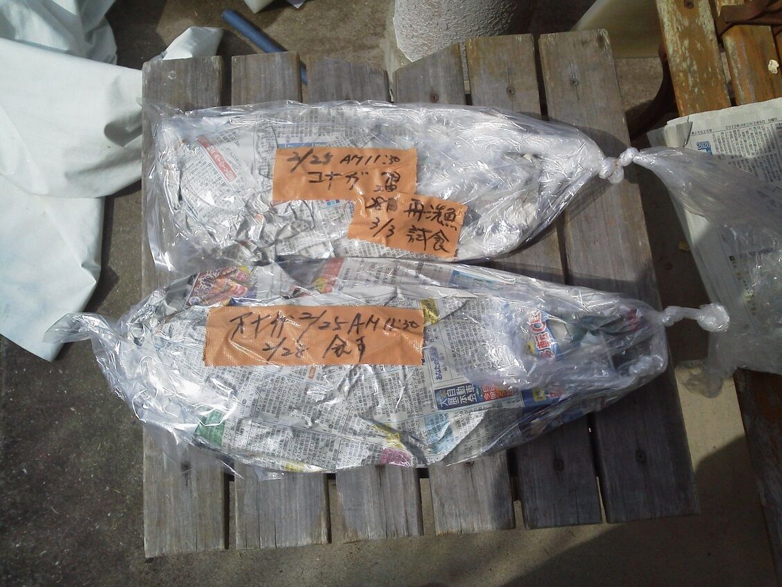 津本式の究極の血抜きによる魚の熟成にチャレンジ 釣りは楽しく 花は霧島 海釣り日記 津本式の究極の血抜きによる魚の熟成にチャレンジ 釣りは楽しく 花は霧島 海釣り日記