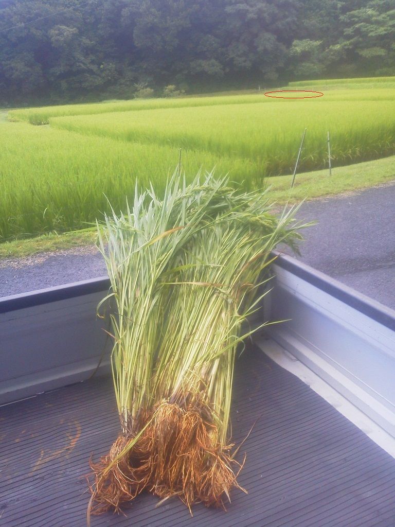 悪魔の草 ヒエ 釣りは楽しく 花は霧島 海釣り日記