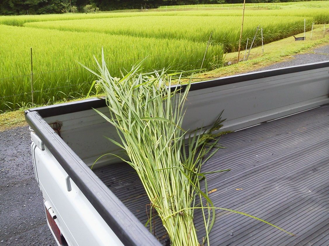 ヒエ4株 釣りは楽しく 花は霧島 海釣り日記