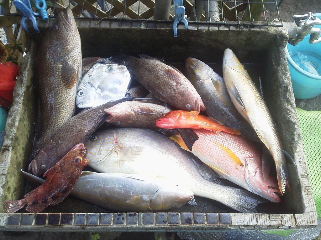 釣り 釣りは楽しく 花は霧島 海釣り日記 釣り 釣りは楽しく 花は霧島 海釣り日記