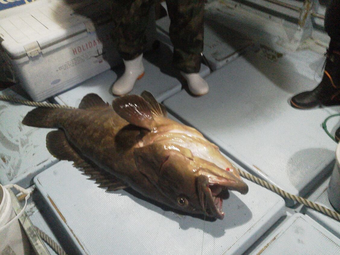 釣りは楽しく 花は霧島 海釣り日記 釣りは楽しく 花は霧島 海釣り日記