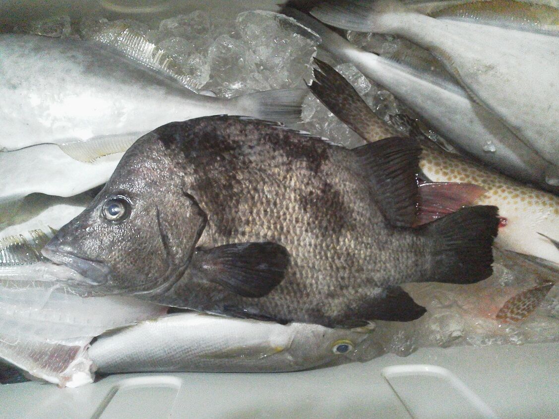 珍しい魚を釣ったらしく見に行った 釣りは楽しく 花は霧島 海釣り日記