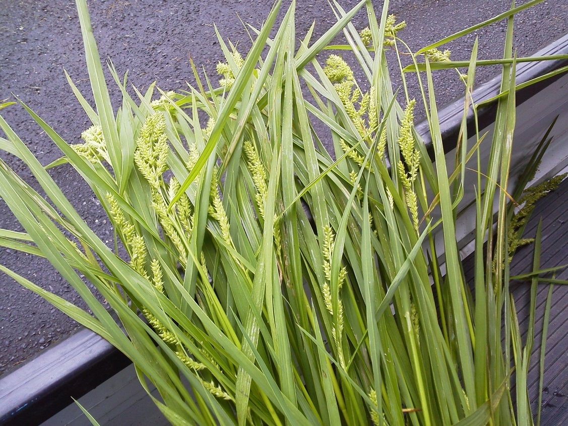 ヒエ4株 釣りは楽しく 花は霧島 海釣り日記