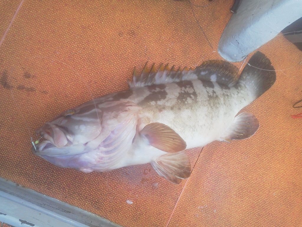 釣り 釣りは楽しく 花は霧島 海釣り日記
