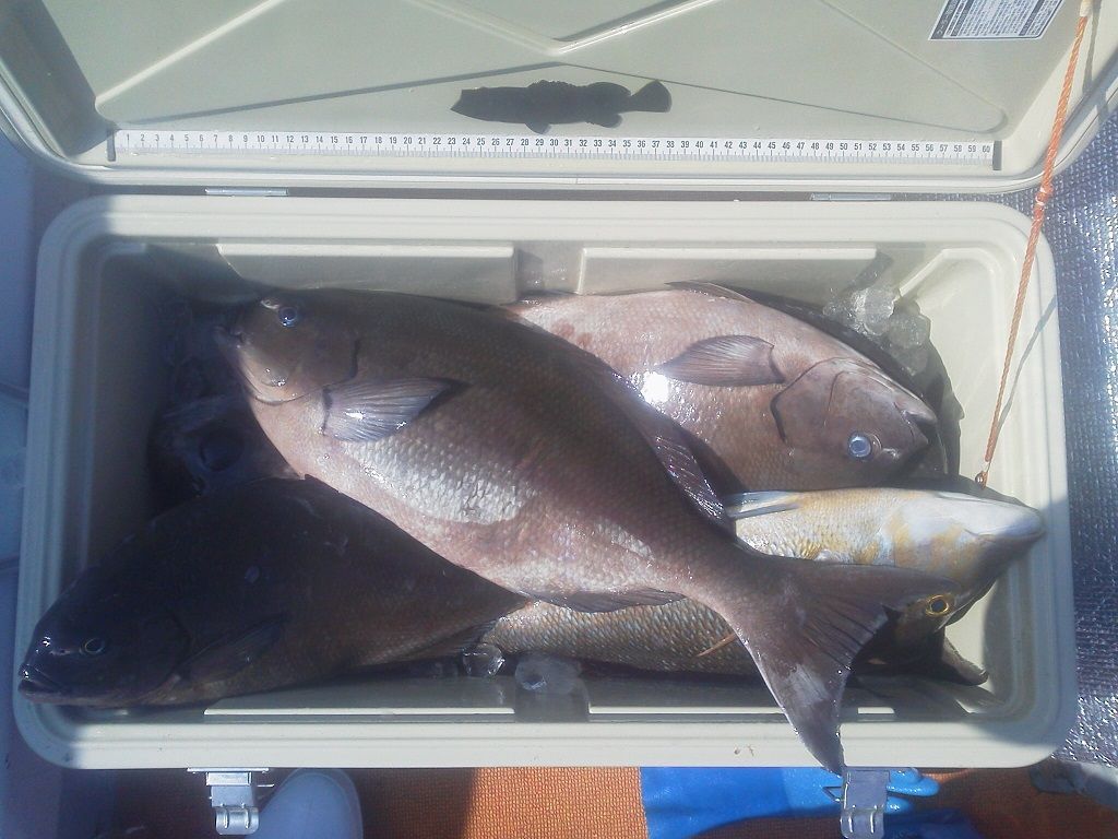 鷹島で62 5 の尾長グレ 釣ったぞー 釣りは楽しく 花は霧島 海釣り日記 鷹島で62 5 の尾長グレ 釣ったぞー 釣りは楽しく 花は霧島 海釣り日記
