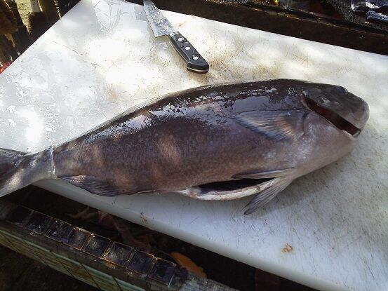 津本式の究極の血抜きによる魚の熟成にチャレンジ 釣りは楽しく 花は霧島 海釣り日記