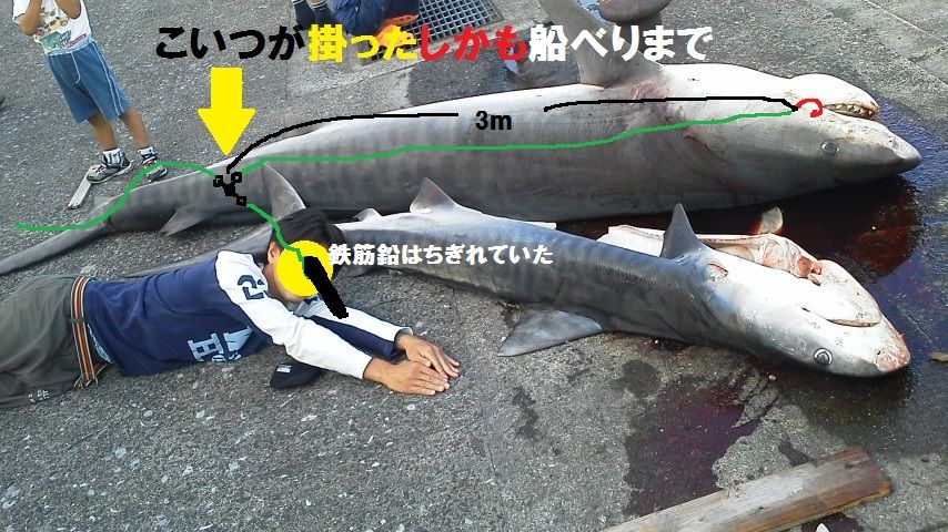 サメ 見て失せたw 釣りは楽しく 花は霧島 海釣り日記