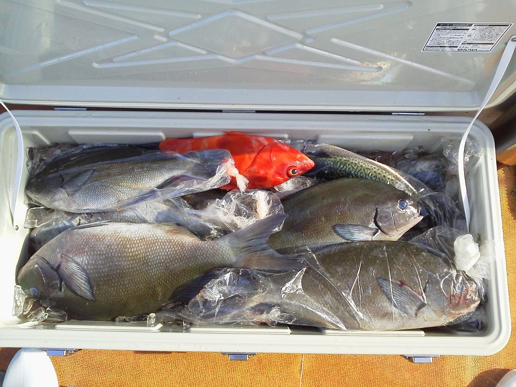 鹿児島県宇治群島釣行 19 3 25 6 釣りは楽しく 花は霧島 海釣り日記
