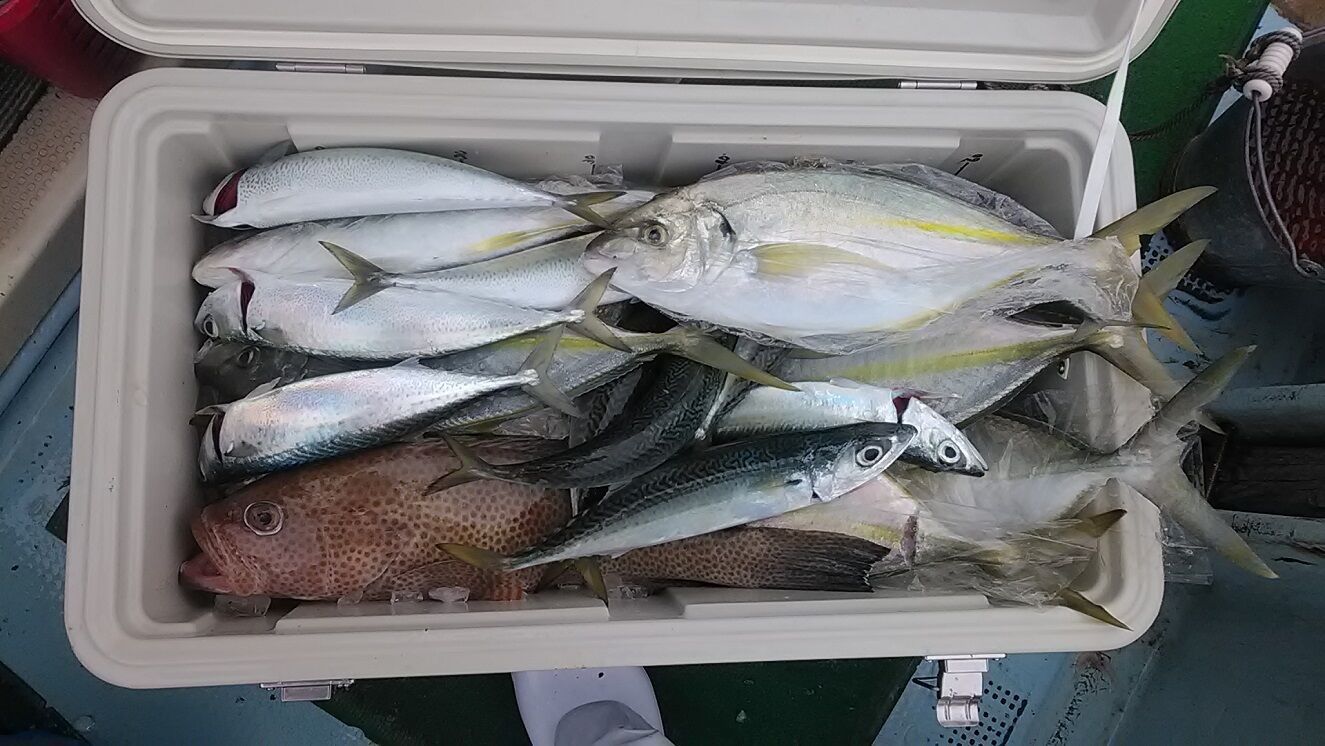 釣りその他 釣りは楽しく 花は霧島 海釣り日記