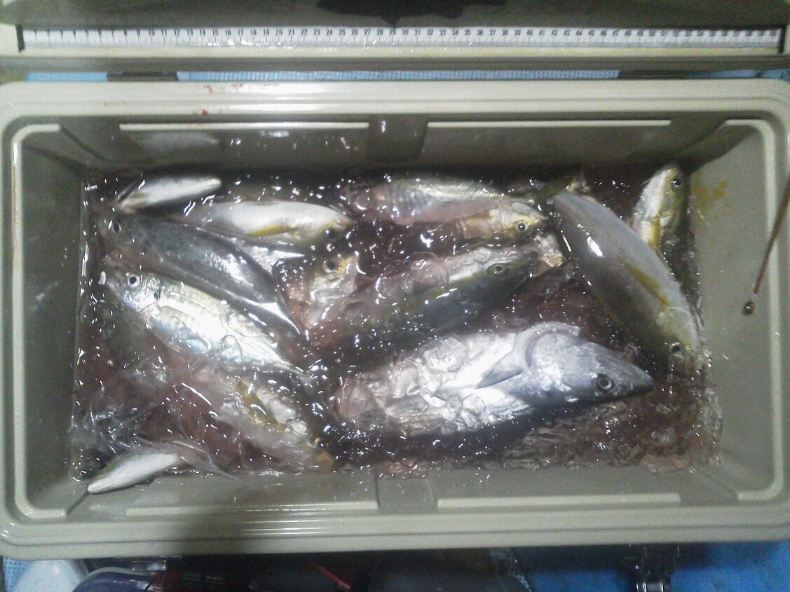 釣りは楽しく 花は霧島 海釣り日記