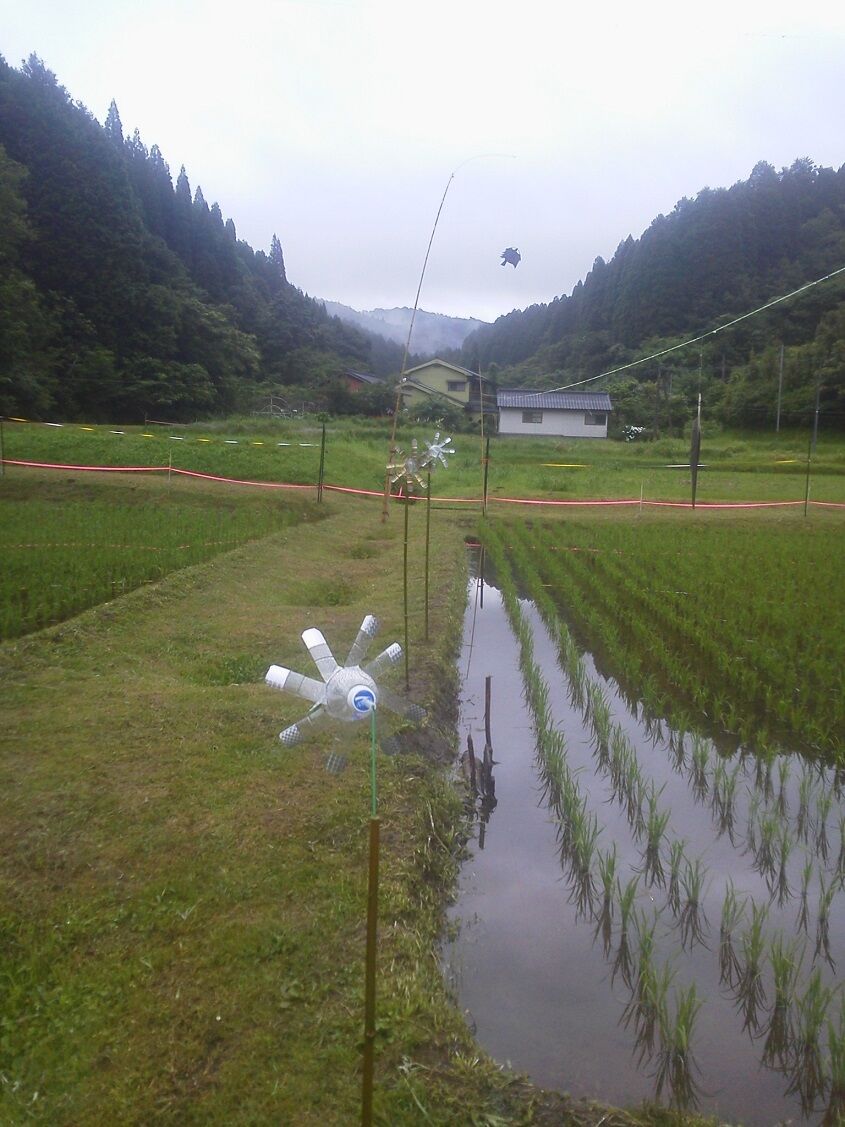 モグラいじめ用風車を設置しさらに賑やかな田んぼにw 釣りは楽しく 花は霧島 海釣り日記 モグラいじめ用風車を設置しさらに賑やかな田んぼにw 釣りは楽しく 花は霧島 海釣り日記