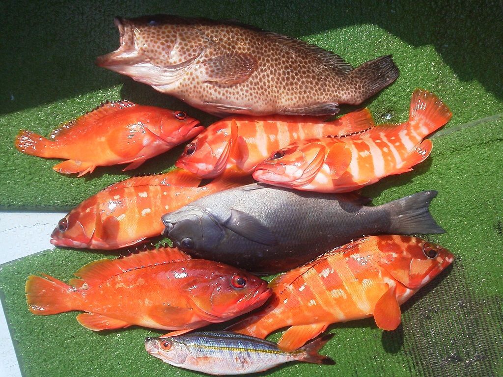 2015.9.4 宮崎県都井岬黄金瀬釣行 : 『釣りは楽しく』 花は霧島 海釣り日記