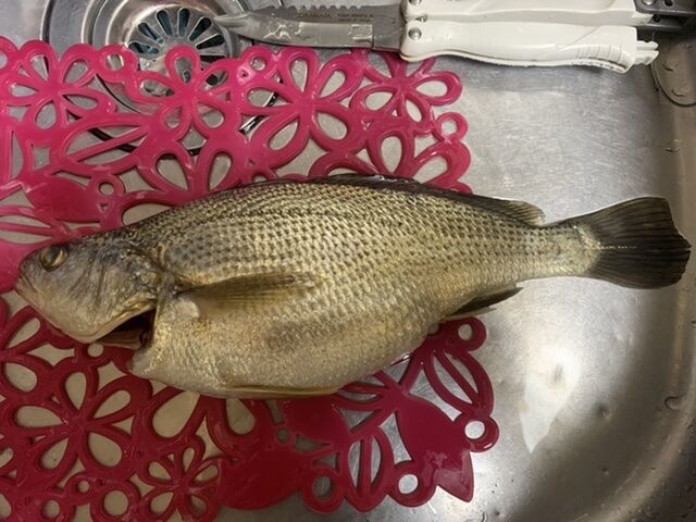 イシモチ ニベ 旧江戸川でシーバス釣り 海も