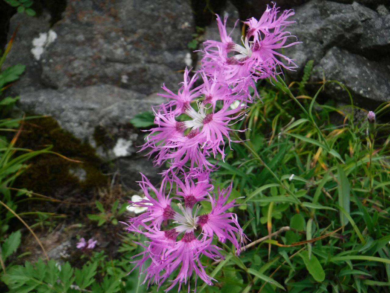 高山植物 早過ぎたかな？高山植物_白山 / グルートさんの白山・別山・銚子