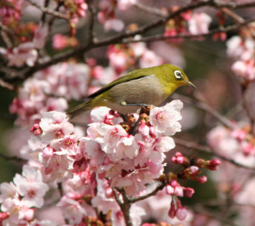 桜にメジロはよく似合います 森林インストラクター Mr トリックのブログ