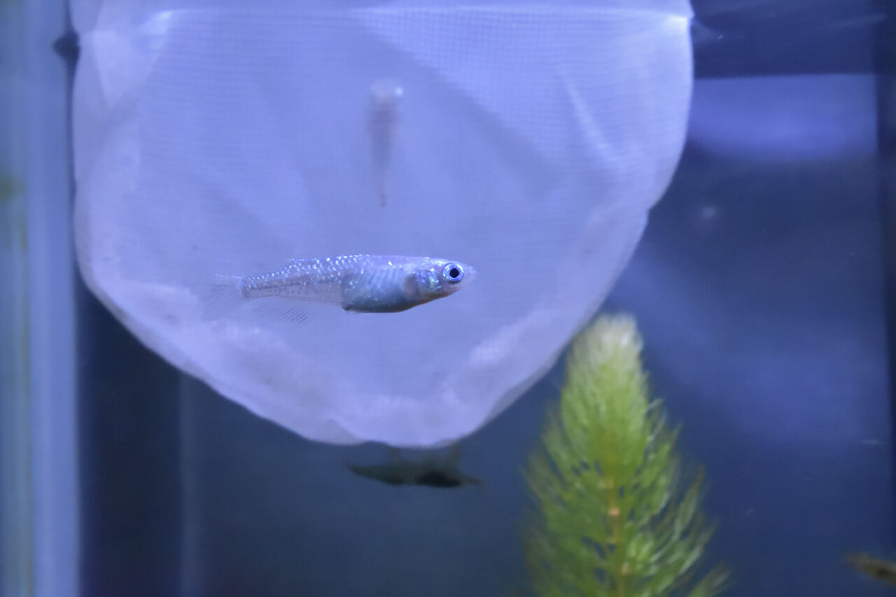 メダカ繁殖はじめてみました エビカニ好きの採集 飼育記録 メダカ繁殖はじめてみました エビカニ好きの採集 飼育記録