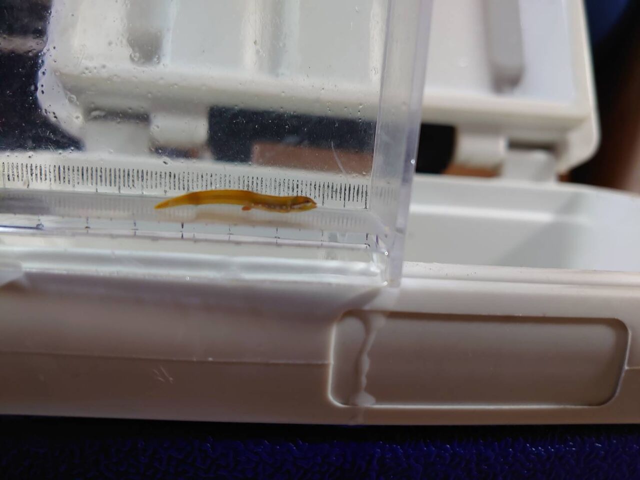 久しぶりの磯採集 エビカニ好きの採集 飼育記録 久しぶりの磯採集 エビカニ好きの採集 飼育記録
