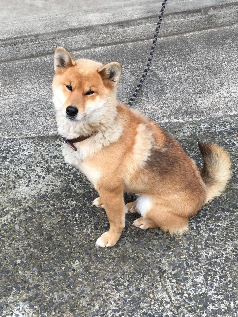 バカ ワイのイッヌ晒すで ワイ おっ何の犬種やろ ワクワク まるっと日本晴れ バカ ワイのイッヌ晒すで ワイ おっ何の犬種やろ ワクワク まるっと日本晴れ
