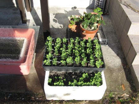 陶芸家生活とスナックえんどう栽培