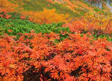 日本の秋、紅葉の風景
