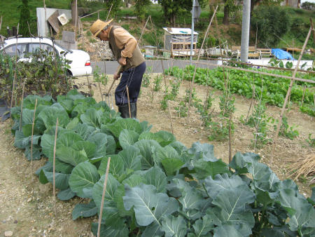 キャベツがたくさん実っています
