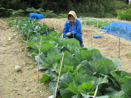 キャベツの収穫は2月ころ、楽しみです