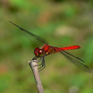 ナツアカネ♂