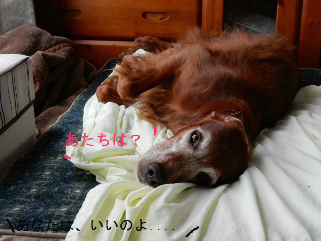 しゃっくり と お座りの仕方 アイリッシュセター 赤丸 小豆の思い出日記 しゃっくり と お座りの仕方 アイリッシュセター 赤丸 小豆の思い出日記