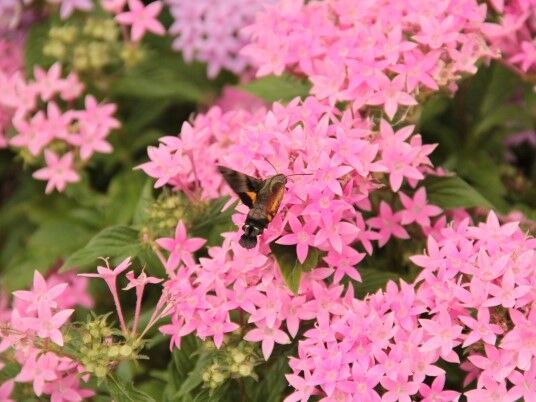 アロマトリビア 夜に香る花と昼に香る花があるのはなぜ 夜香る花には が無い アロマであまやどりブログ