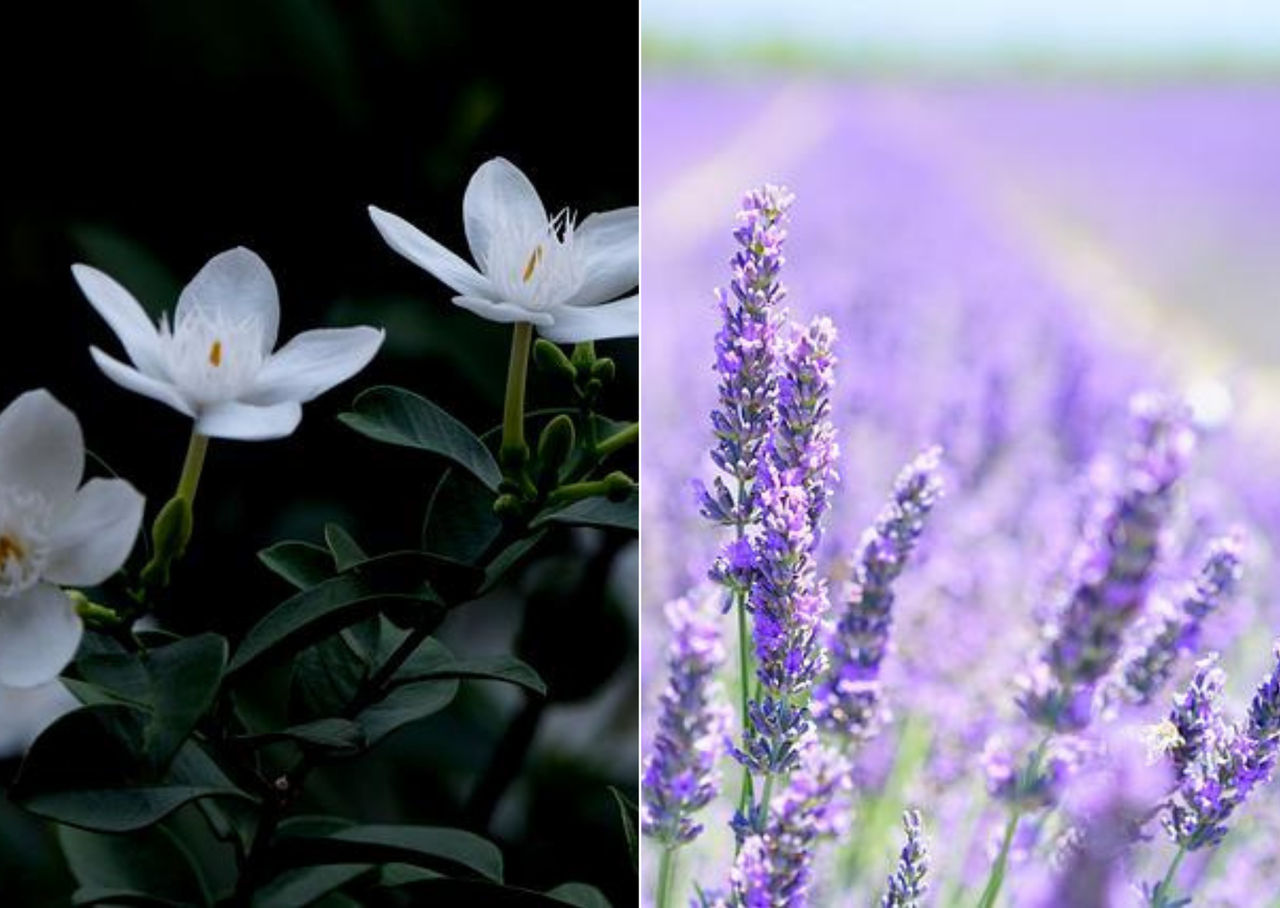 アロマトリビア 夜に香る花と昼に香る花があるのはなぜ 夜香る花には が無い アロマであまやどりブログ