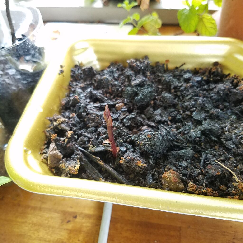 サガリバナ発芽 Anemone Heaven