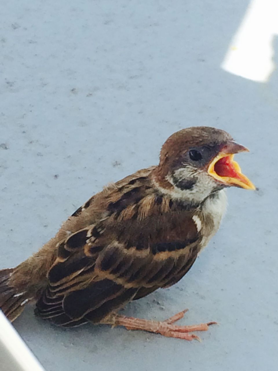 https://livedoor.blogimg.jp/akan2ch/imgs/9/9/9925a6bb.jpg