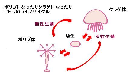 【かわいい】毎日ピチピチの生物体が発見か?!不死の生物“ヒドラ”