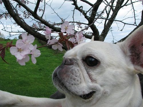 ����ʴ餷�ƣ�������