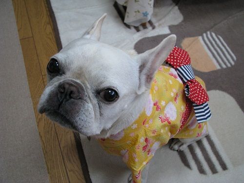 ���襤����