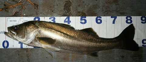 20180911232828_IMG_0054_1-1-1