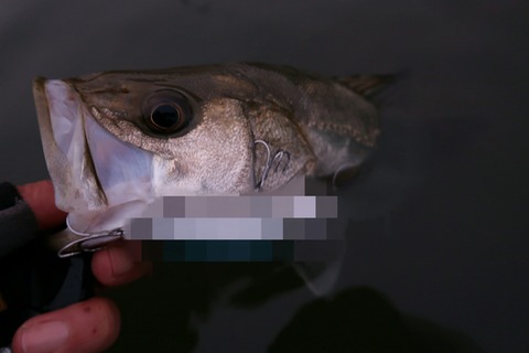 Point Blur_20190718_131012