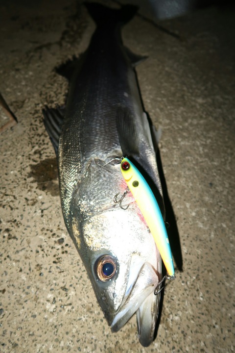 20190301202617_IMG_0647