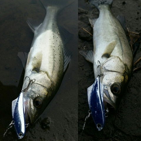 IMG_20190603_081055_754