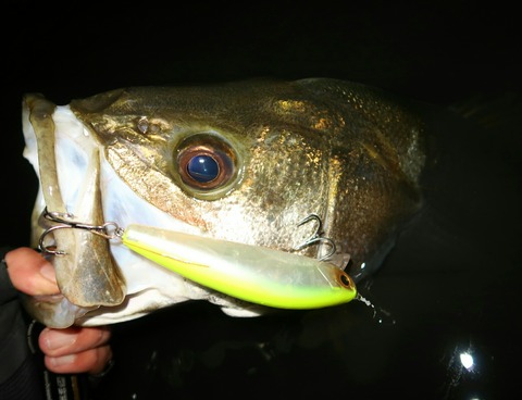 20180911231743_IMG_0049-1